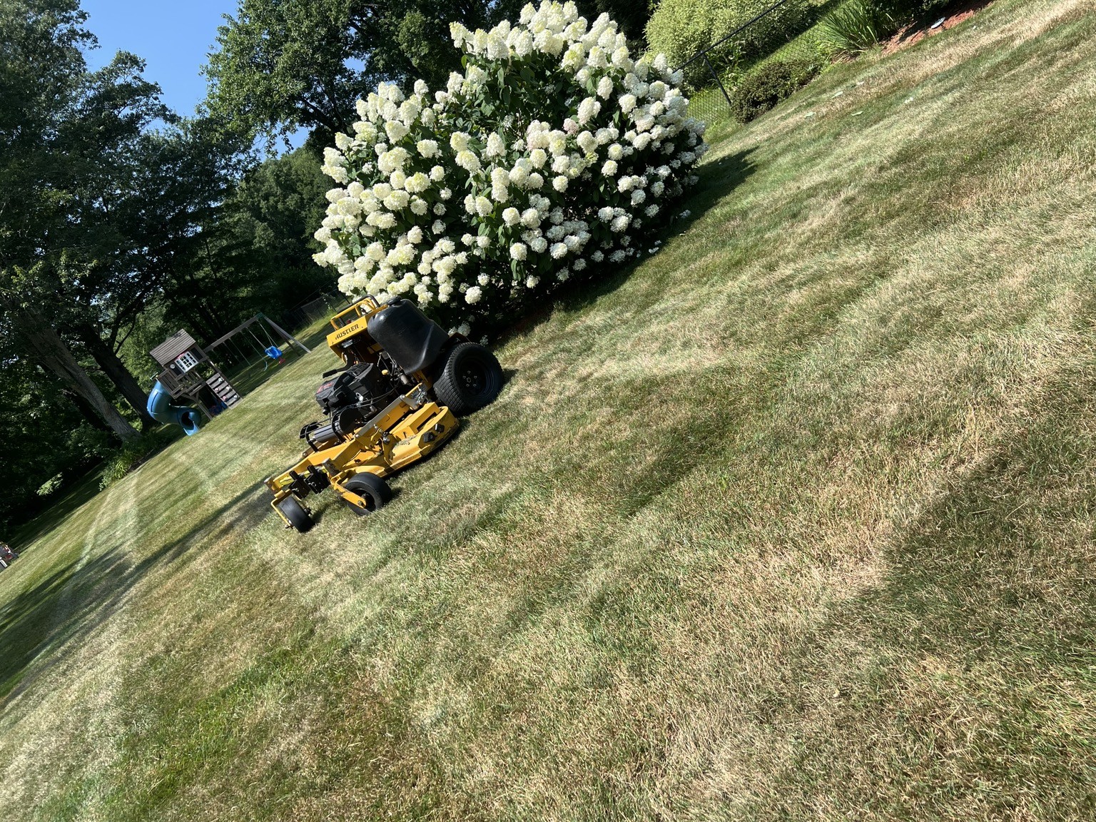 Mowing beside hydrangeas